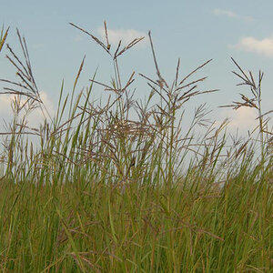 Big Bluestem Seed "Niagara"  (lb.)