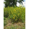 Partridge Pea Seed lb.