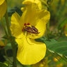Partridge Pea Seed lb.