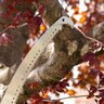 EZ Smart Pruning Saw