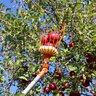 EZ Smart Fruit Picker w/ 16 ft. Pole