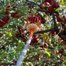 EZ Smart Fruit Picker