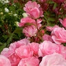 Rosa X Baimas Pinktopia Rose