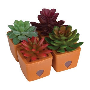 ZendoZones Fruit Fly Traps Terra Cotta Base (12/Case)