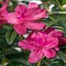 Rhododendron x Autumn Jewel Encore Azalea True 3 gal. (11.36 L) Container