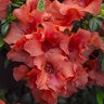 Rhododendron x Autumn Embers Encore Azalea True 3 gal. (11.36 L) Container
