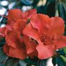 Rhododendron x Autumn Embers Encore Azalea True 3 gal. (11.36 L) Container