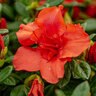Rhododendron x Autumn Embers Encore Azalea True 3 gal. (11.36 L) Container