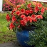 Rhododendron x Autumn Embers Encore Azalea True 3 gal. (11.36 L) Container