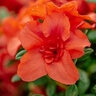 Rhododendron X Autumn Embers Encore Azalea 7 gal. Container