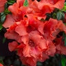 Rhododendron X Autumn Embers Encore Azalea 7 gal. Container