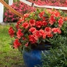 Rhododendron X Autumn Embers Encore Azalea 7 gal. Container