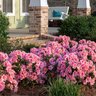 Rhododendron x Autumn Sunburst Encore Azalea True 2 gal. (7.57 L) Container