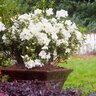 Rhododendron x Autumn Moonlight Encore Azalea True 3 gal. (11.36 L) Container