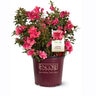 Rhododendron x Autumn Princess Encore Azalea True 3 gal. (11.36 L) Container