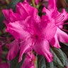 Rhododendron x Autumn Sundance Encore Azalea True 3 gal. (11.36 L) Container