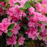 Rhododendron X Roblec Autumn Carnation Encore Azalea 7 gal. Container