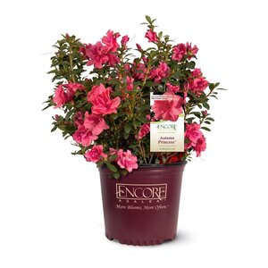 Rhododendron X Roblea Autumn Princess Encore Azalea