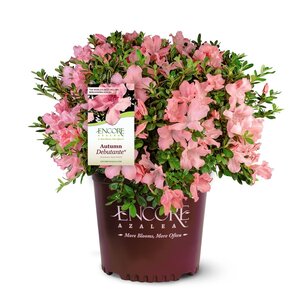 Rhododendron X Autumn Debutante Encore Azalea