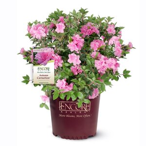 Rhododendron X Autumn Carnation Encore Azalea