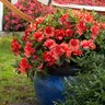 Rhododendron X Autumn Embers Encore Azalea