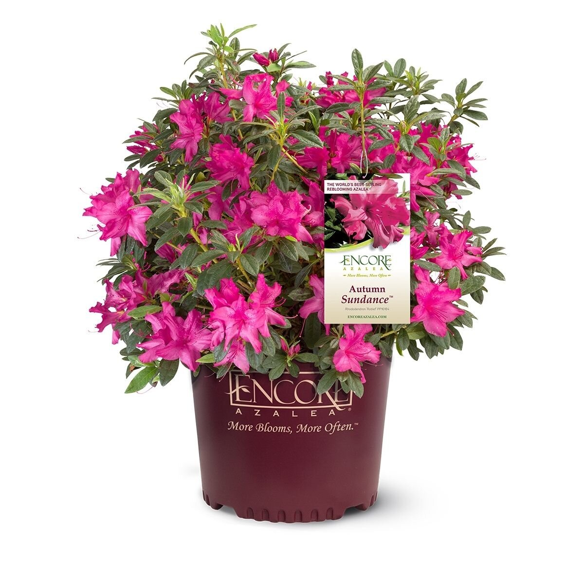 Rhododendron x Autumn Sundance Encore Azalea | SiteOne US