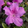 Rhododendron X Robles Autumn Lilac Encore Azalea