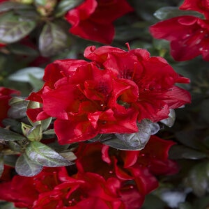 Rhododendron X Autumn Fire Encore Azalea