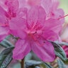 Rhododendron x Autumn Amethyst Encore Azalea True 3 gal. (11.36 L) Container