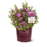 Rhododendron x Autumn Amethyst Encore Azalea True 3 gal. (11.36 L) Container