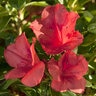 Rhododendron X Roblen Autumn Sunset Encore Azalea 7 gal. Container