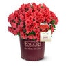 Rhododendron X Roblen Autumn Sunset Encore Azalea 7 gal. Container