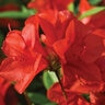 Rhododendron x Autumn Bravo Encore Azalea True 3 gal. (11.36 L) Container