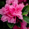 Rhododendron x Autumn Carnation Encore Azalea True 3 gal. (11.36 L) Container