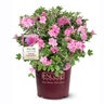 Rhododendron x Autumn Carnation Encore Azalea True 3 gal. (11.36 L) Container