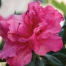 Rhododendron x Autumn Rouge Encore Azalea True 3 gal. (11.36 L) Container