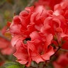 Rhododendron X Conler Autumn Ruby Azalea