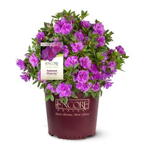 Rhododendron X Autumn Majesty Encore Azalea