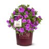 Rhododendron x Autumn Majesty Encore Azalea True 3 gal. (11.36 L) Container
