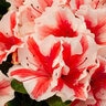Rhododendron X Autumn Starburst Encore Azalea