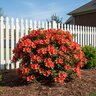 Rhododendron X Autumn Embers Encore Azalea