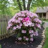 Rhododendron X Autumn Twist Encore Azalea