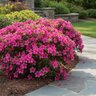 Rhododendron x Autumn Sangria Encore Azalea