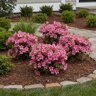 Rhododendron X Autumn Carnation Encore Azalea