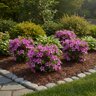 Rhododendron X Autumn Amethyst Encore Azalea