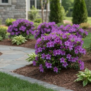 Rhododendron X Autumn Majesty Encore Azalea