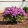 Rhododendron X Autumn Majesty Encore Azalea