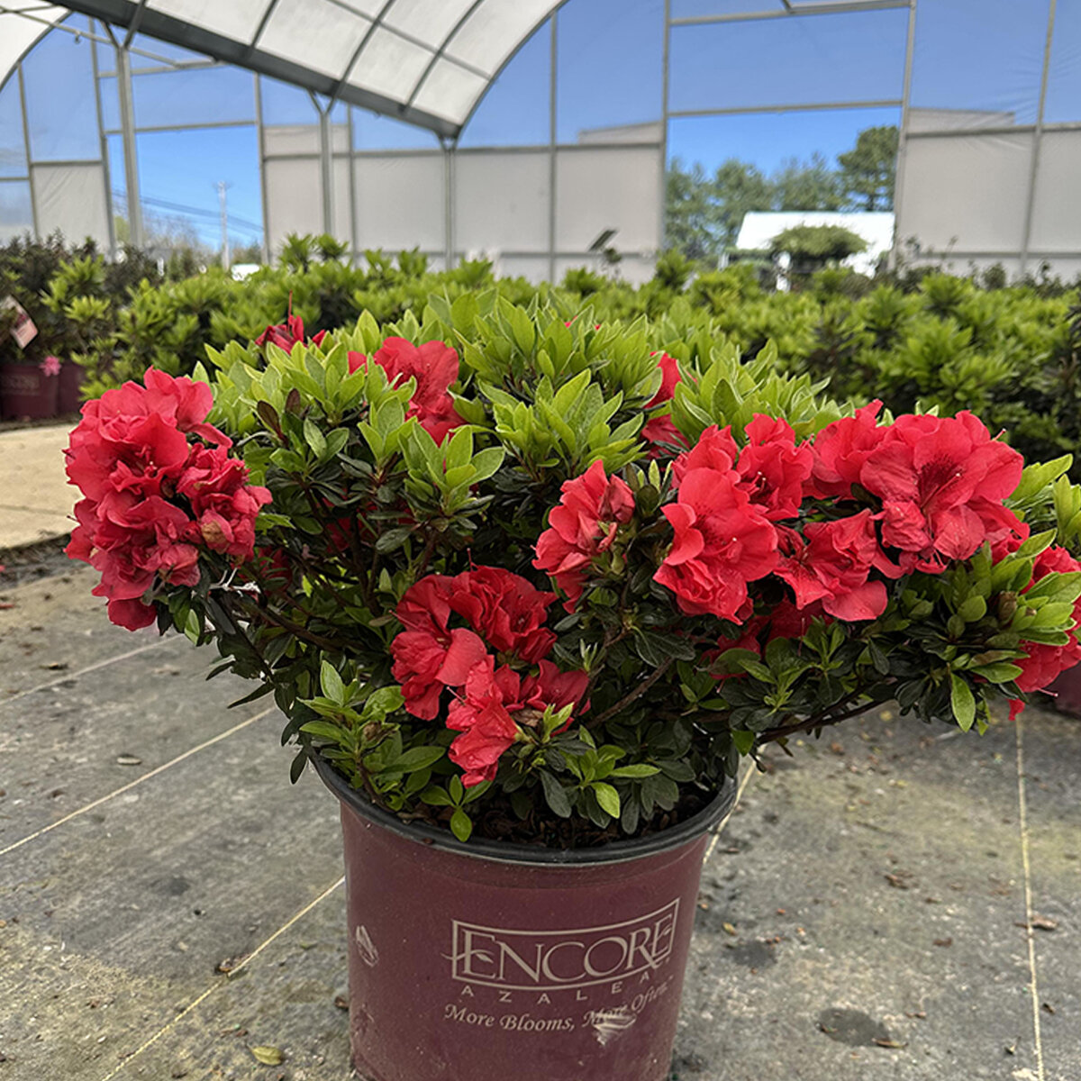 Rhododendron x Autumn Bonfire Encore Azalea | SiteOne US