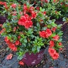 Rhododendron x Autumn Embers Encore Azalea