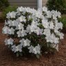 Rhododendron X Roblem Autumn Starlite Encore Azalea